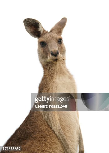 Kangaroo at sunset Kangaroo at sunset