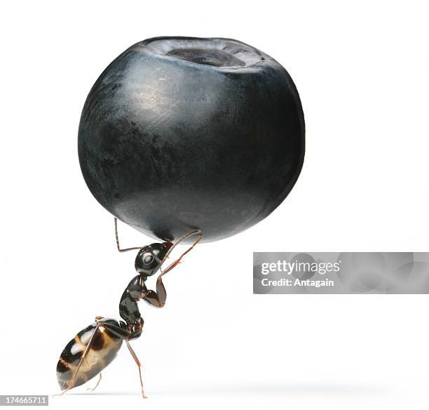 ant and berry - ant carrying stock pictures, royalty-free photos & images