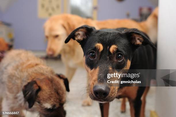 dog pound - animal rescue stock pictures, royalty-free photos & images