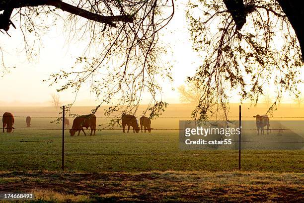 agriculture: foggy farm sunrise with cattle in field, fence, branches - oklahoma stock pictures, royalty-free photos & images