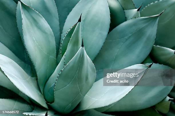 agave blätter - blue agave stock-fotos und bilder