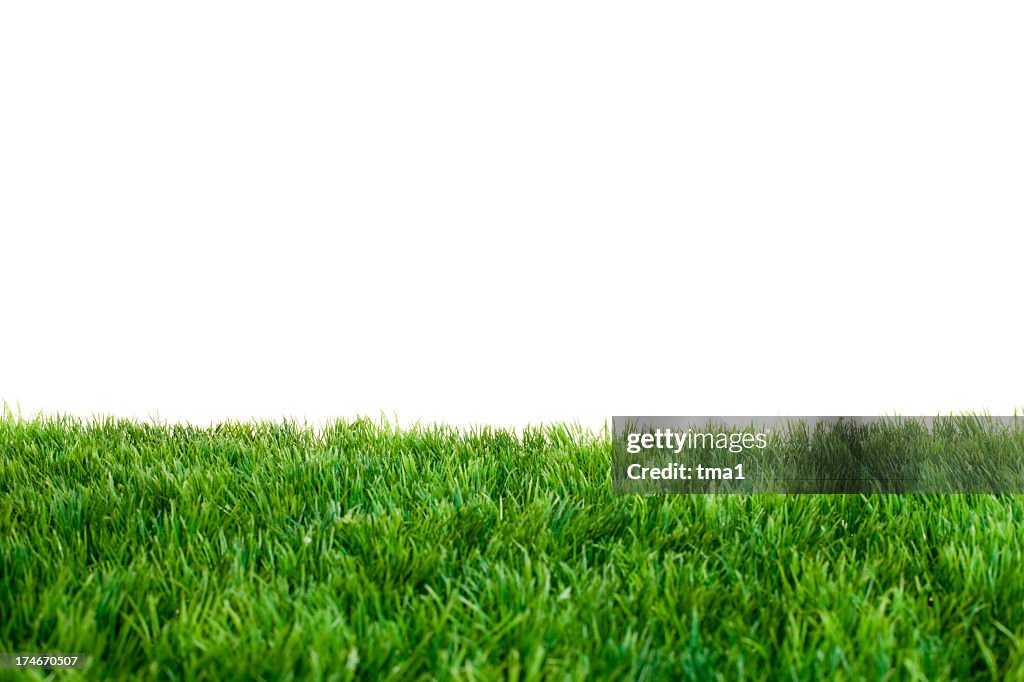 Close up of green grass with white background