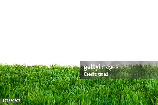 Close up of green grass with white background Close up of green grass with white background