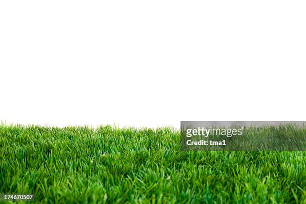 close up of green grass with white background - 剪裁圖 個照片及圖片檔