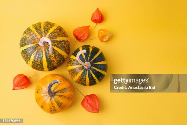 several jack be little pumpkins on yellow background with couple physalis flowers.good as autumn background. - jack be little squash stock-fotos und bilder