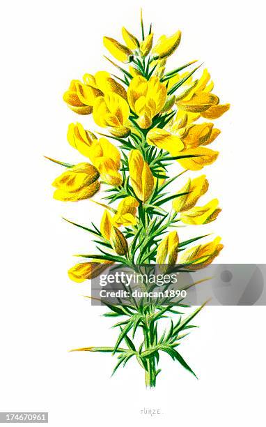 furze oder stechginster-ulex europaeus - stechginster stock-grafiken, -clipart, -cartoons und -symbole