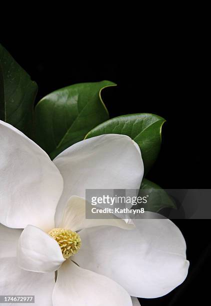 white magnolia - magnolia flower stock-fotos und bilder