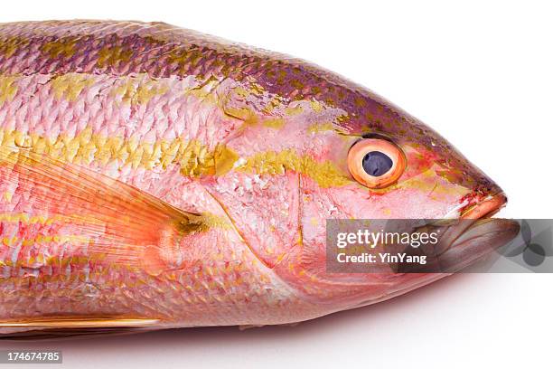 fresh red snapper - rode snapper stockfoto's en -beelden