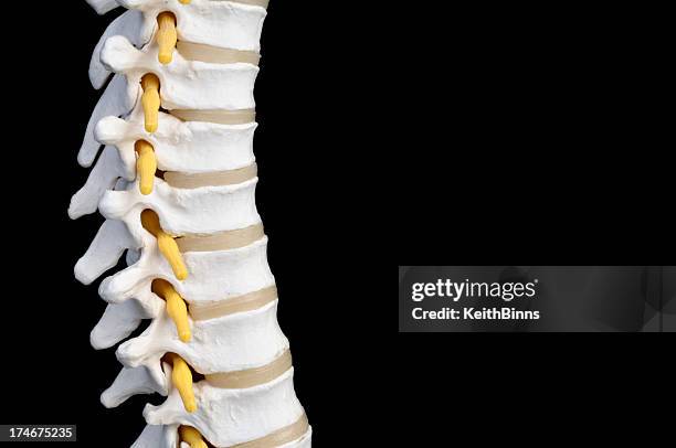 human spine - intervertebral discs stock pictures, royalty-free photos & images