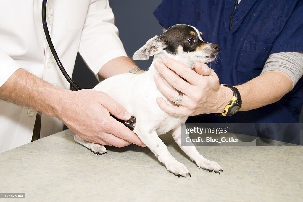 Examen veterinario con perro