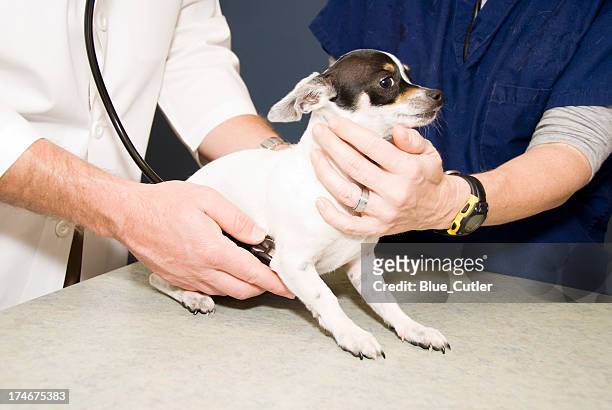 dog veterinary exam - female animal stock pictures, royalty-free photos & images