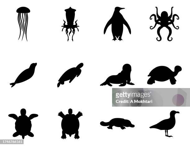icon and illustration of diversity of marine world animals. - penguins stock illustrations