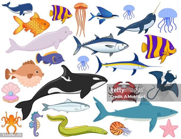 ilustraciones, imágenes clip art, dibujos animados e iconos de stock de ilustración de la diversidad de peces y del mundo marino. - bonito del norte