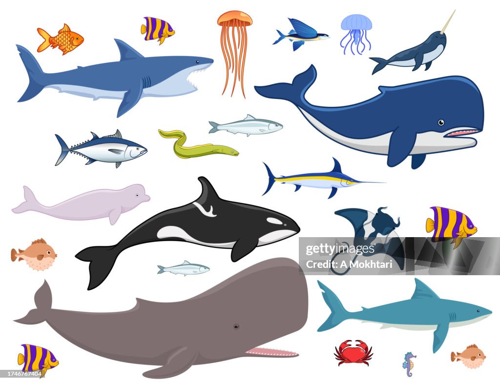 Illustration of the diversity of fish and the marine world.