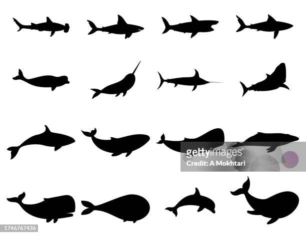 set of marine world fish. - blue whale stock illustrations
