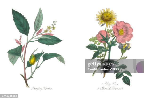 illustrations, cliparts, dessins animés et icônes de antique purge croton, chien rose et camomille espagnole victorien botanique illustration botanique - camomille fond blanc