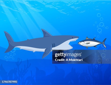 Shark eats a fish. Shark eats a fish.