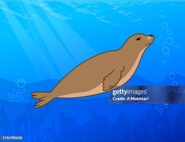 seal. - harbour seal stock illustrations