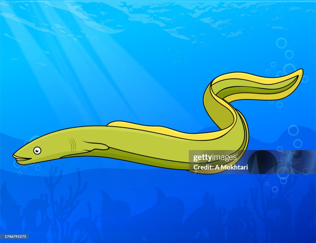 Eel in the water.