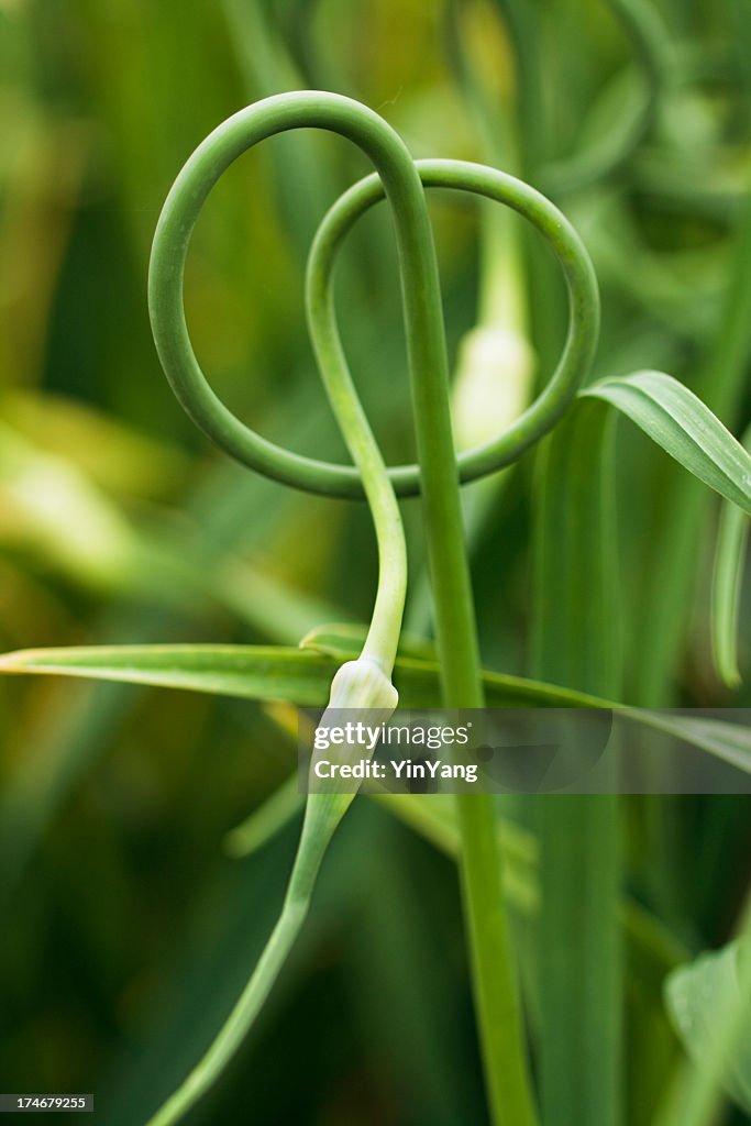 Knoblauchstängel, Stielgrün Gemüse essen immer Herbal Garden "