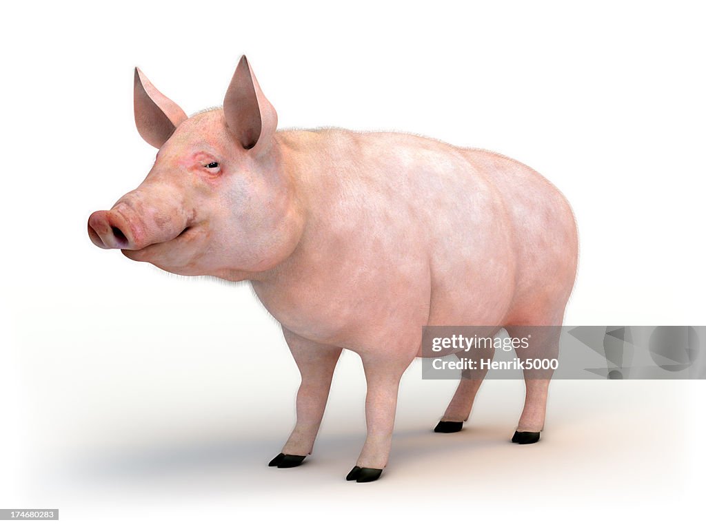 Swine isolated on white with clipping path