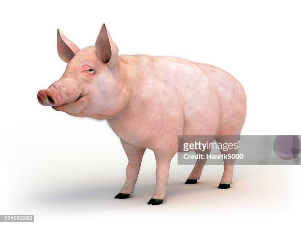 swine isolated on white with clipping path - piggy stock pictures, royalty-free photos & images