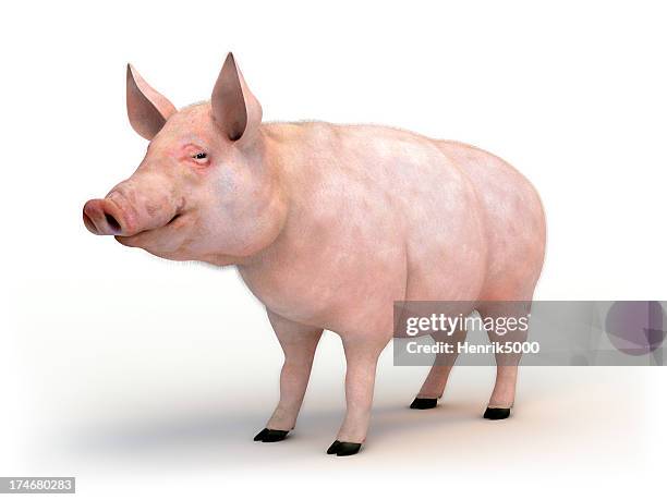 suína isolado no branco com traçado de recorte - piggy imagens e fotografias de stock