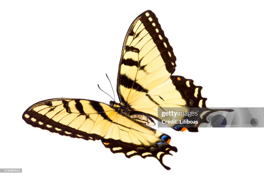 Mariposa