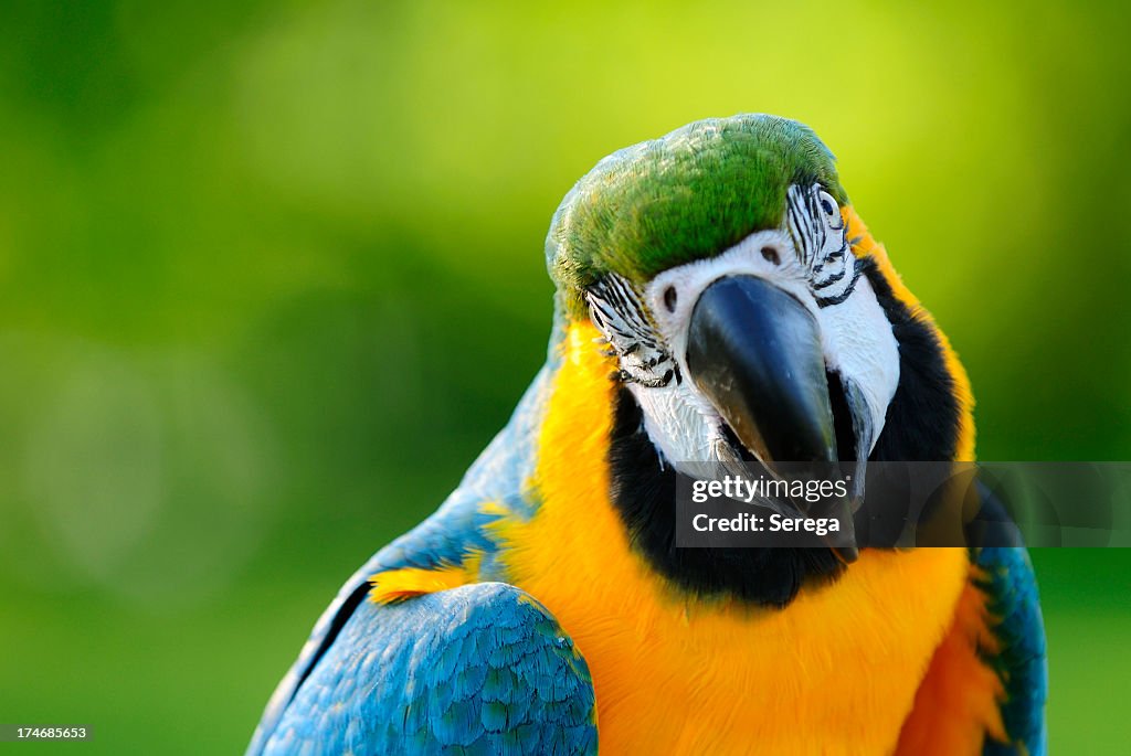 Close-uo of a Macaw parrot in the wilderness