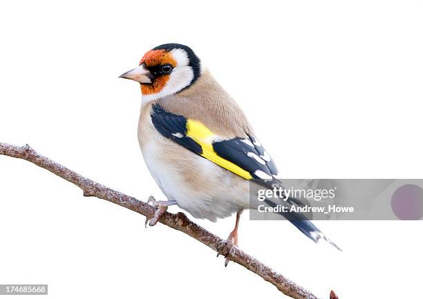goldfinch (carduelis-carduelis) - perch stockfoto's en -beelden