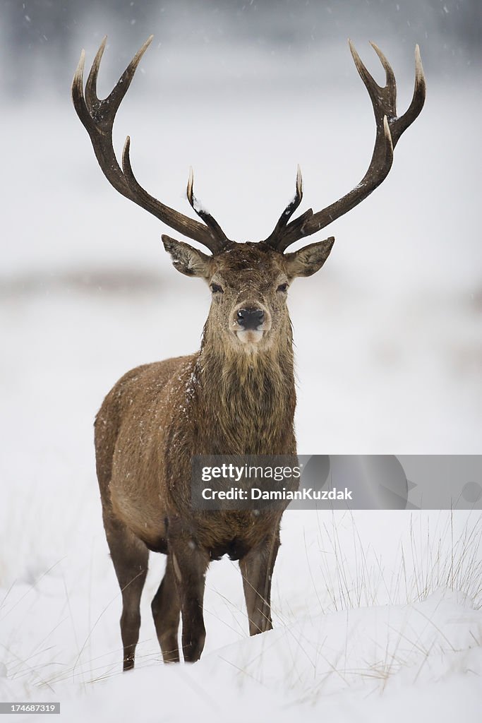 Red Deer