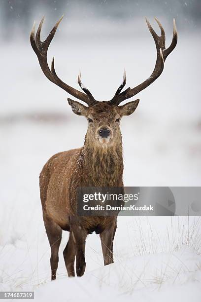 red deer - stag stock pictures, royalty-free photos & images