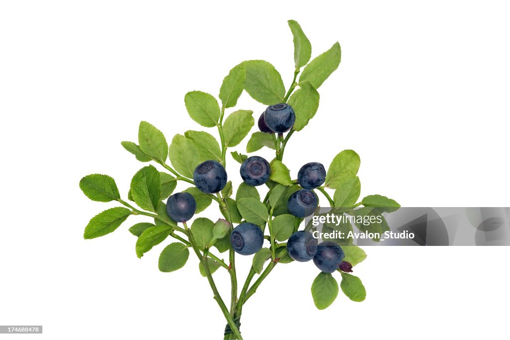 Twig Blueberry on a white background.