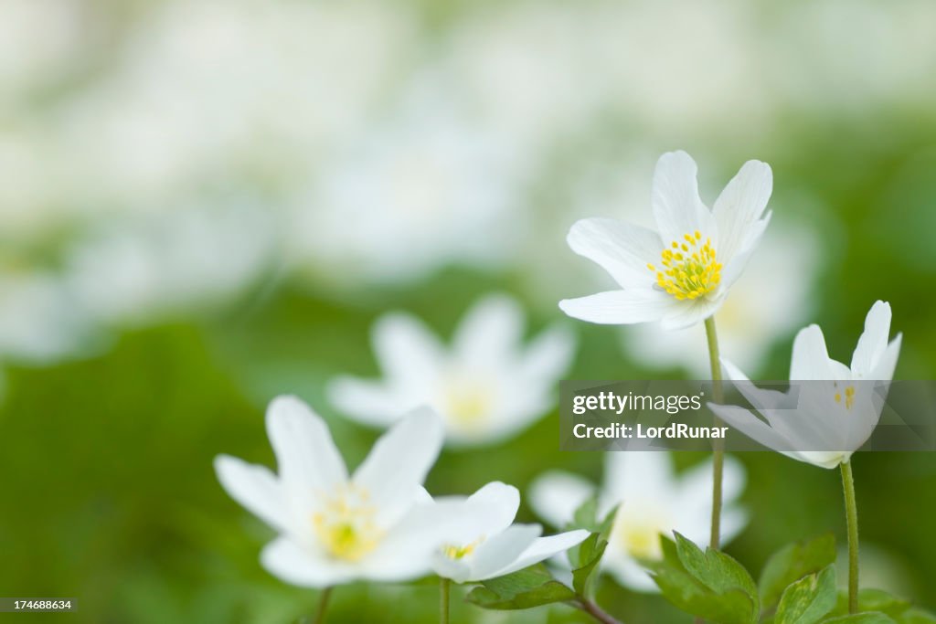 Wood anemone