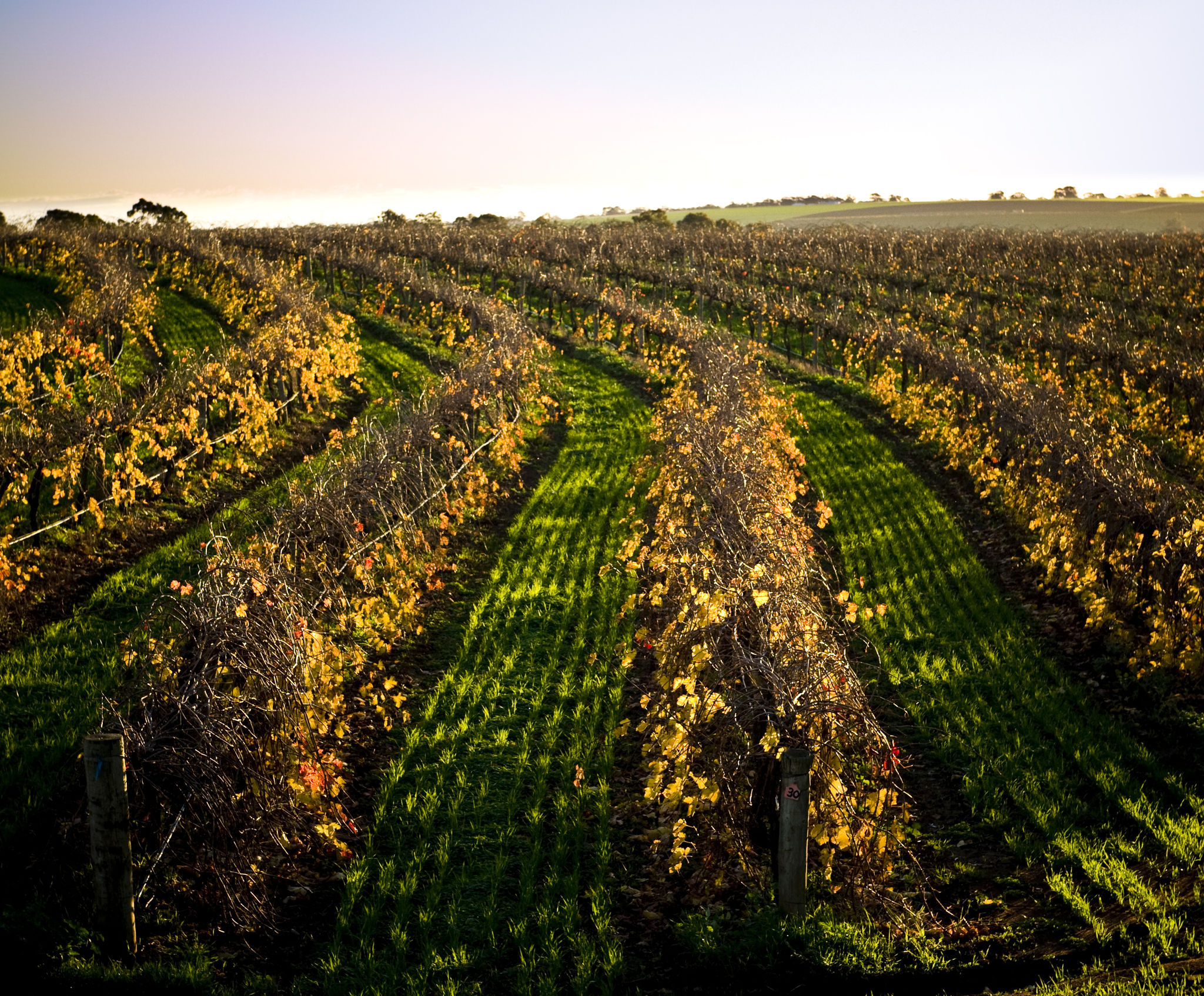 barossa winter rain
