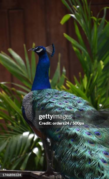 close-up of peacock,aruba - plummage stock pictures, royalty-free photos & images