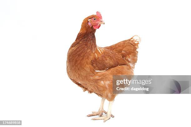 free range brown hen - cockerel stock pictures, royalty-free photos & images