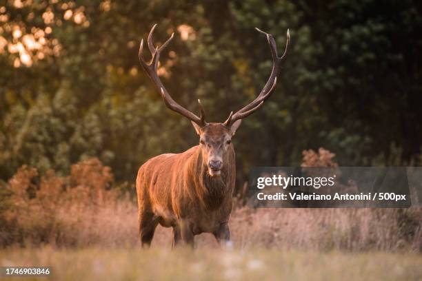 portrait of red deer standing on field,abruzzo,italy - bock stock-fotos und bilder