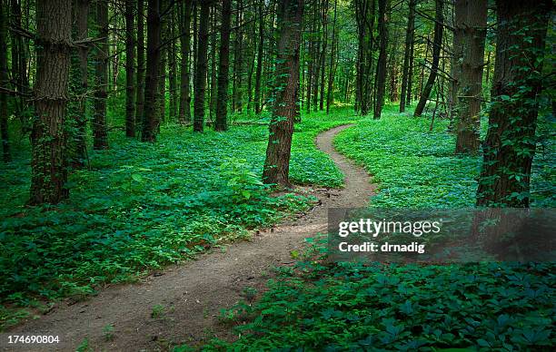 bosque misterioso - carretera de un solo carril fotografías e imágenes de stock