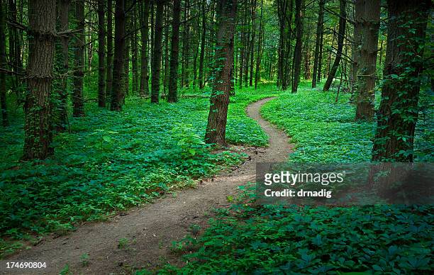 winding dirt path through a vibrant green forest - path into forest stock pictures, royalty-free photos & images