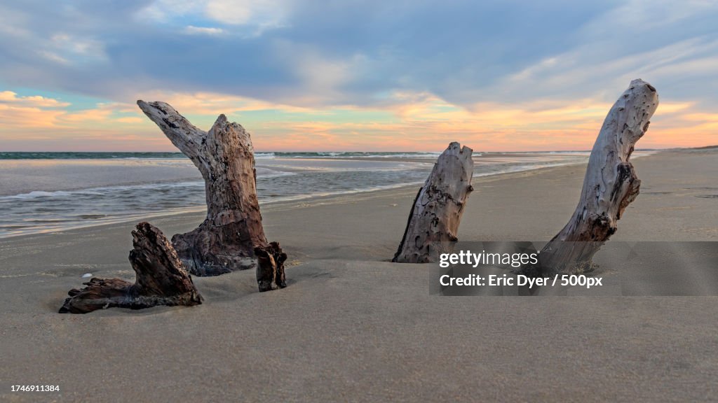 Scenic view of driftwood on beach against sky during sunset,Pawleys Island,South Carolina,United States,USA