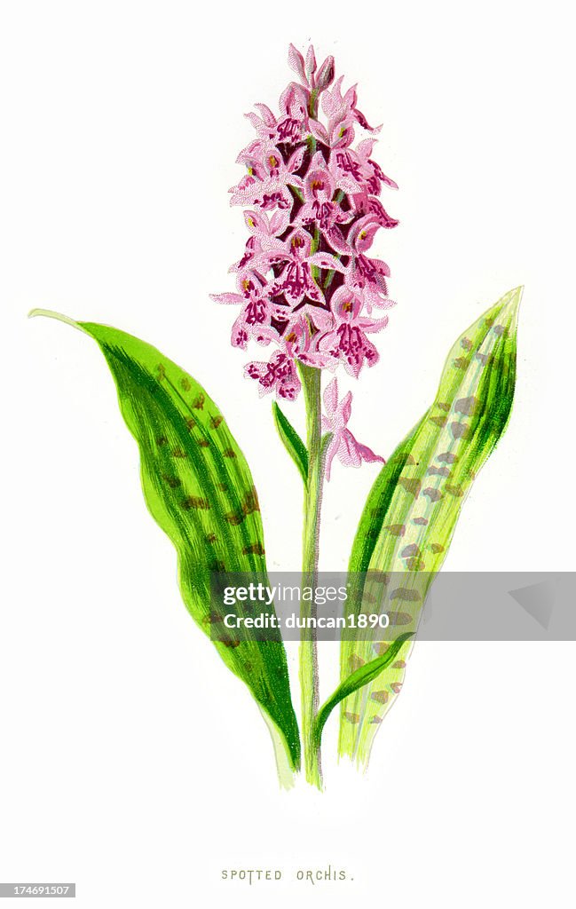 Spotted Orchid - Orchis maculata