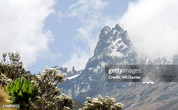 highland plants beneath mt kenya - lobelia stock pictures, royalty-free photos & images