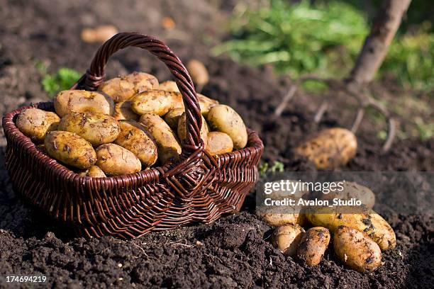 potatoes in field - potatoes stock pictures, royalty-free photos & images