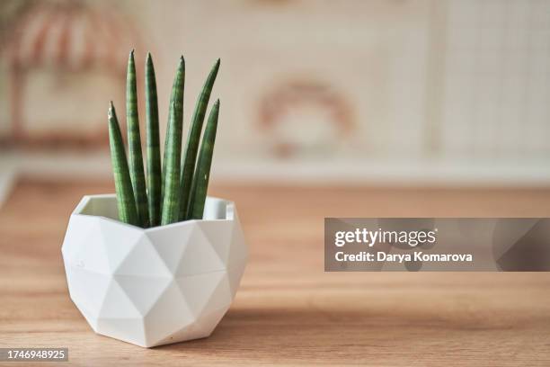 sansevieria cylindrica, potted plant in geometric modern pot in home interior with copy space. - sansevieria stock pictures, royalty-free photos & images