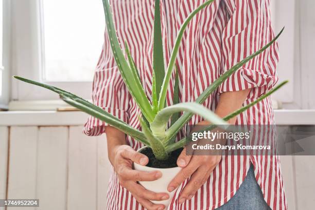 aloe in woman's hands. potted plant in white ceramic pot. aloe vera is a succulent medicinal plant. - aloe vera stockfoto's en -beelden