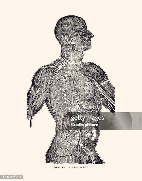 nerves of the body (xxxl with many details) - neuropathy stock illustrations