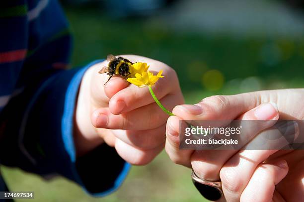 aprender sobre la naturaleza - bumblebee fotografías e imágenes de stock