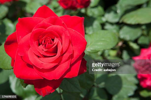 red rose - red roses garden stock pictures, royalty-free photos & images