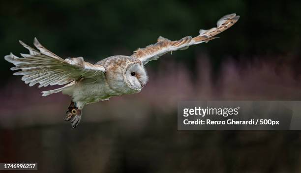 close-up of owl flying against trees - ural owl stock pictures, royalty-free photos & images